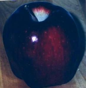APPLE, DELICOUS RED