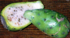 PRICKLY PEAR, GREEN