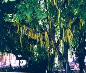 PANAMA CANDLE, TREE